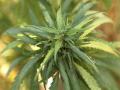 Cannabis Cannabis