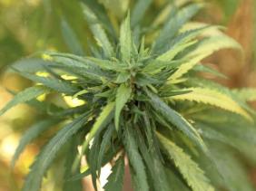 Cannabis Cannabis