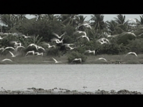 Oiseaux migrateurs Oiseaux migrateurs