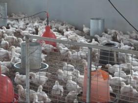 Salmonelle Poulet Salmonelle Poulet